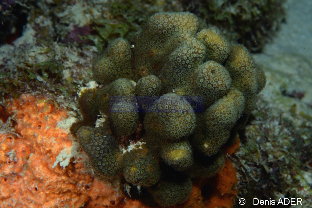 Madracis decactis Corail a nodules-Bonaire Buddy Reef-20m-20180218nuit-Denis-ADER-DSC_6391_tn.jpg